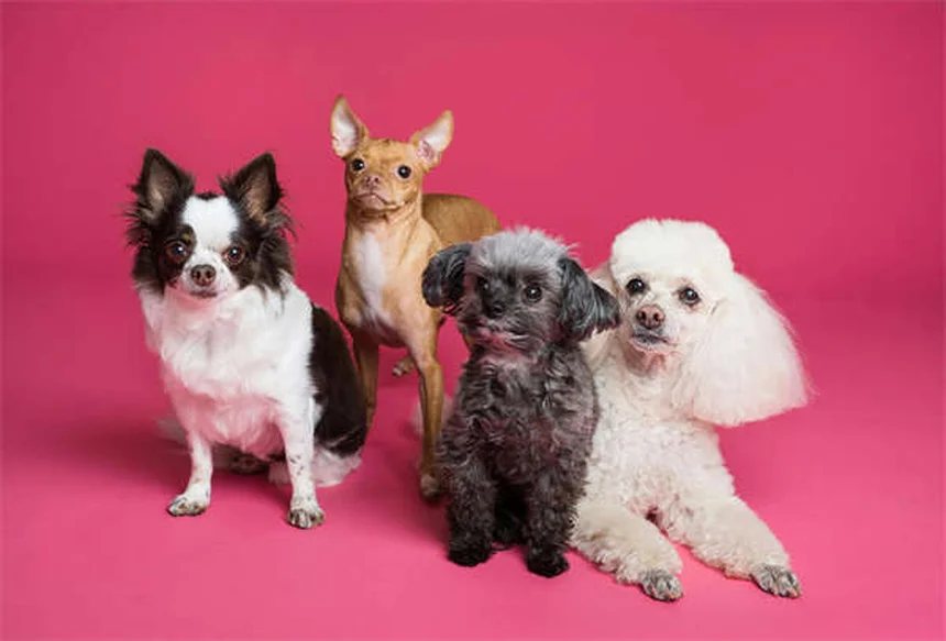犬を叱るのは逆効果？褒めるだけで問題行動が改善する理由