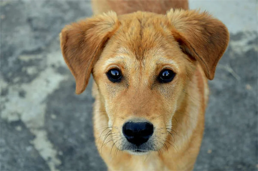 犬のしつけで絶対マスターすべき4つの基本コマンド