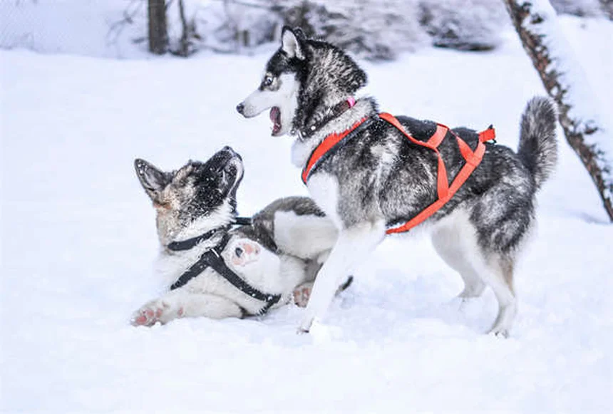 犬のしつけで絶対マスターすべき4つの基本コマンド