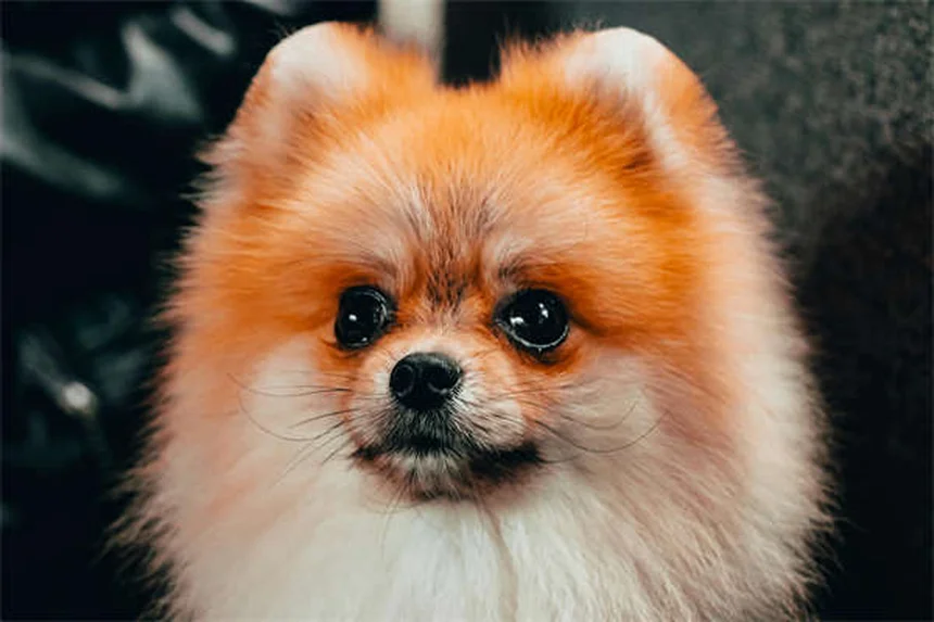 聴こえない犬の訓練方法5選｜初心者でもできる手信号とタッチのコツ