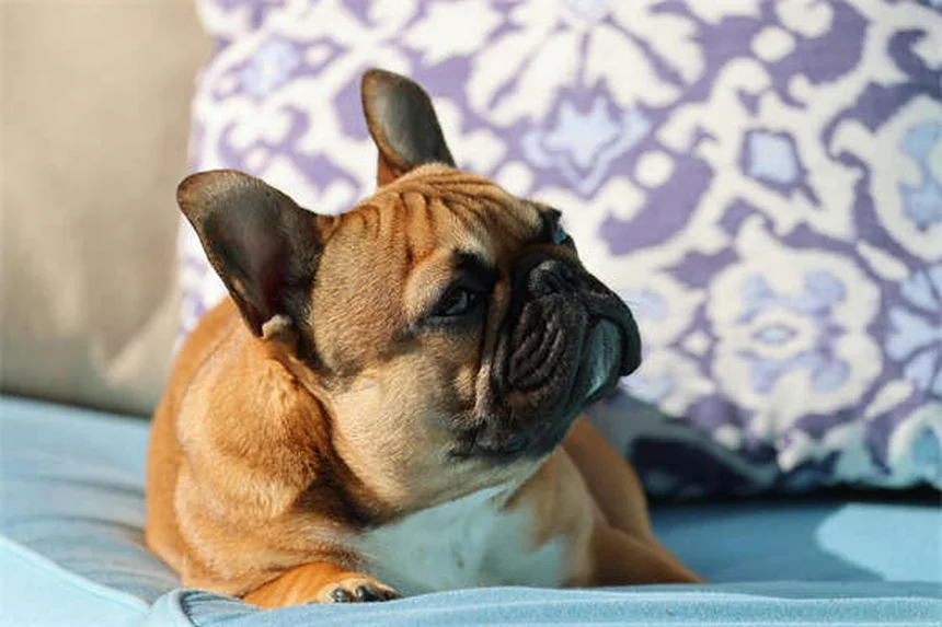 犬のうんちの正しい拾い方｜プロが教える8つの基本テクニック