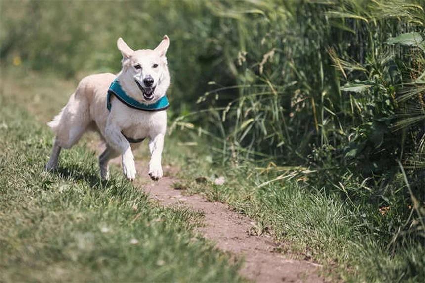 犬のうんちの正しい拾い方｜プロが教える8つの基本テクニック