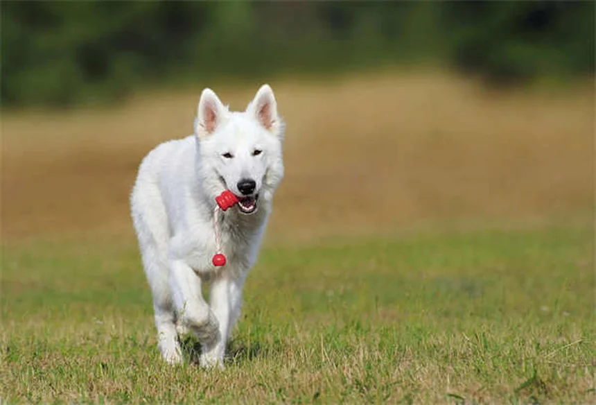 犬のうんちの正しい拾い方｜プロが教える8つの基本テクニック