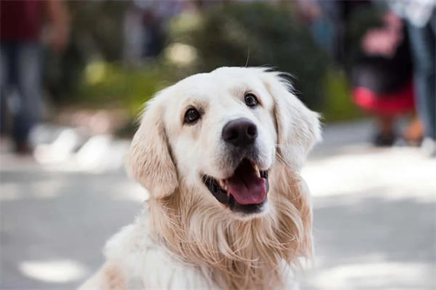 犬の下痢にビスマスサリチル酸：安全な使用法と正しい用量を徹底解説