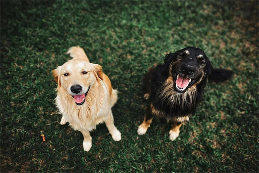 犬に安全な花と植物10選｜愛犬家必見の安心ガーデニング術
