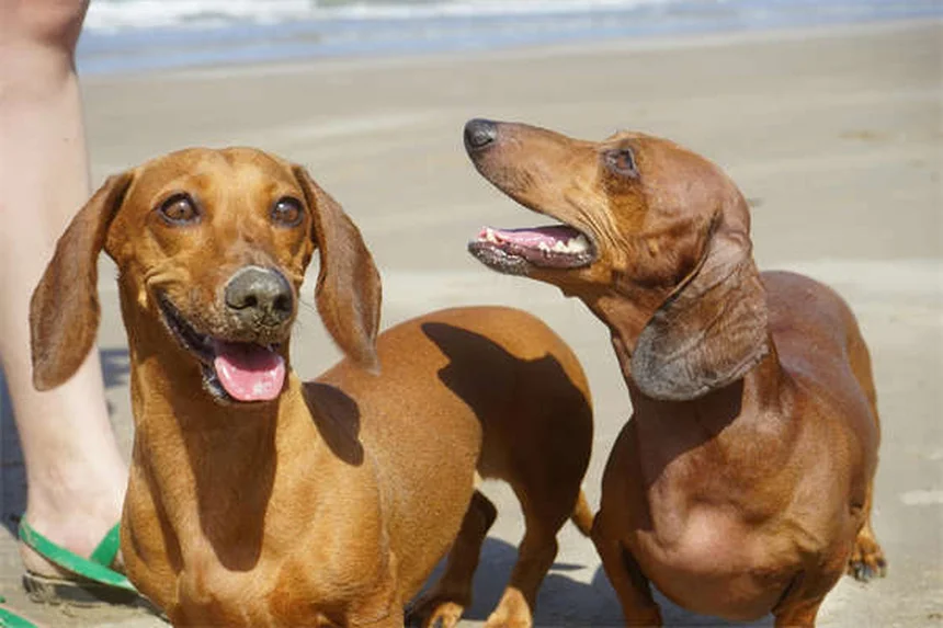 【毎日30分】犬の運動不足解消法：健康と絆を深めるコツ