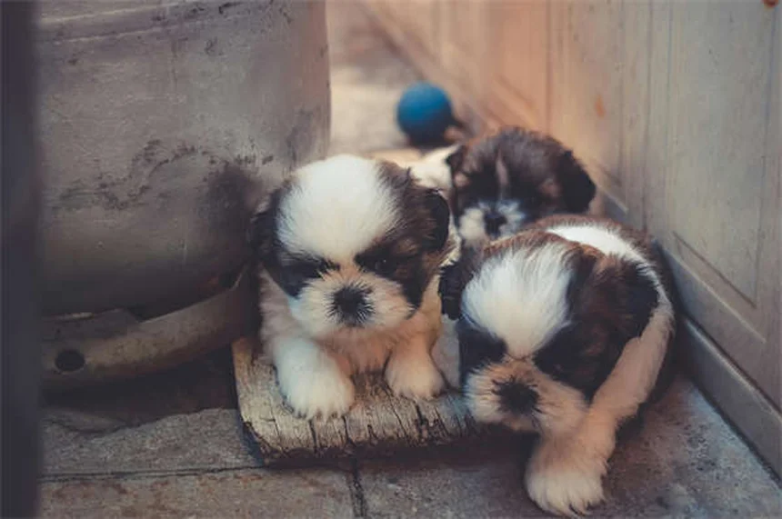 【毎日30分】犬の運動不足解消法：健康と絆を深めるコツ