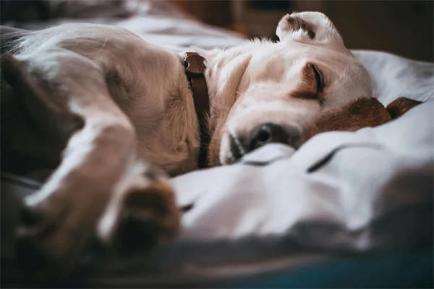 【毎日30分】犬の運動不足解消法：健康と絆を深めるコツ