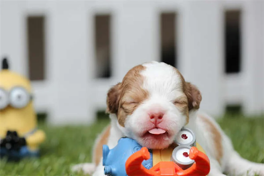 犬用コートは必要？プロが教える選び方とおすすめ5選