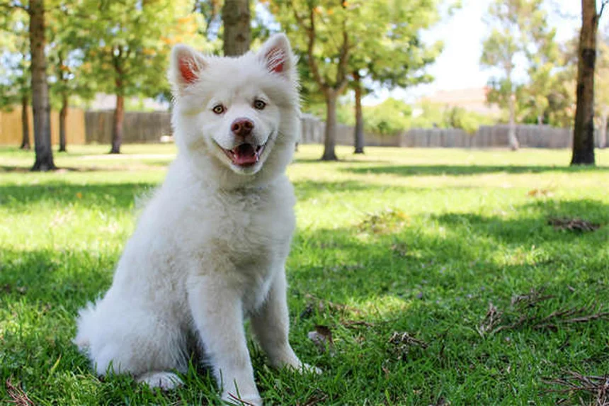 犬の埋没外陰、すべての犬に治療が必要？正しい知識と見極め方