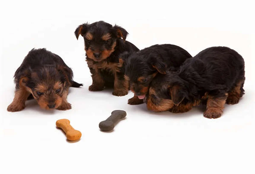 犬を迎えた最初の30日間で知っておきたい10のコツ