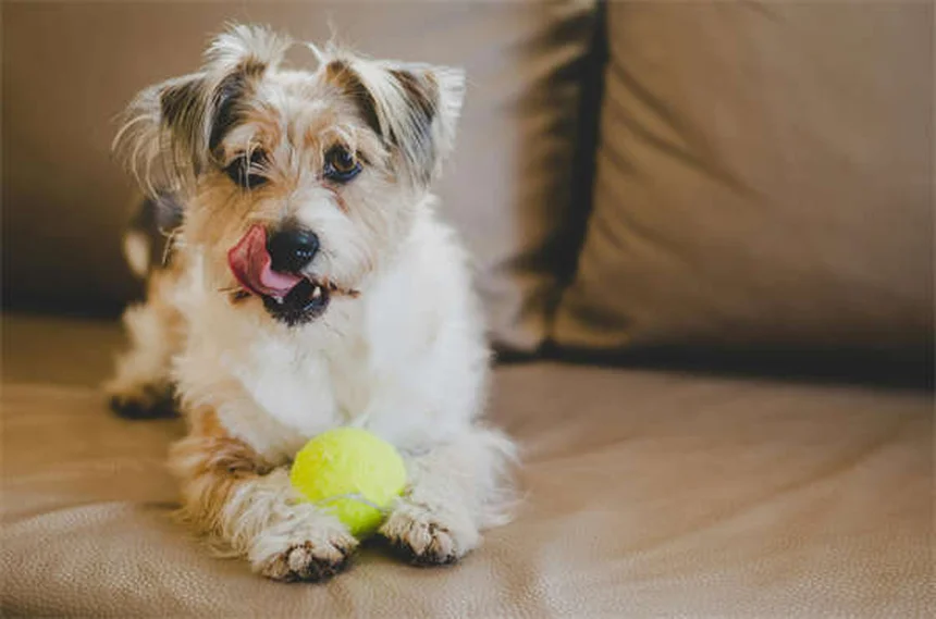 犬の発情期の期間と症状｜知っておきたい基本知識