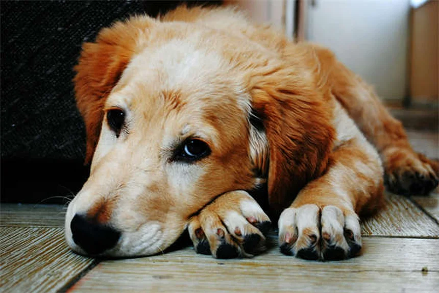 猫砂おすすめ12選！プロが愛猫の好みを第一に選んだ実体験レポート