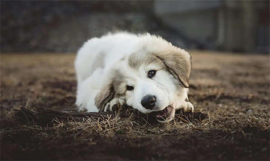 愛犬の体重を増やす最適なドッグフード選びとコツ5選