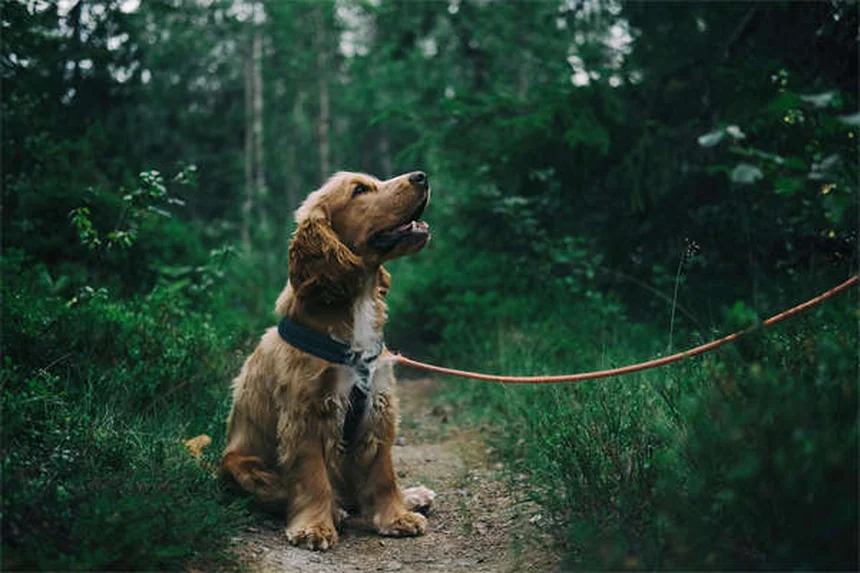 犬は色が見える？気になる愛犬の色覚の真実を解説