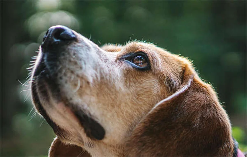 犬の心臓病に効くスピロノラクトンとは？効果と副作用を徹底解説