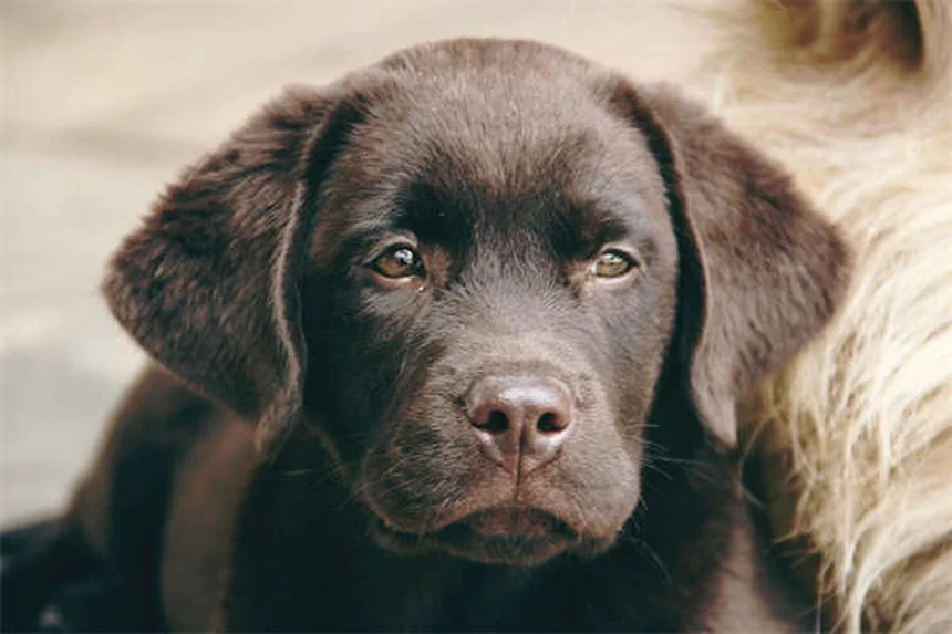 犬の心臓病に効くスピロノラクトンとは？効果と副作用を徹底解説