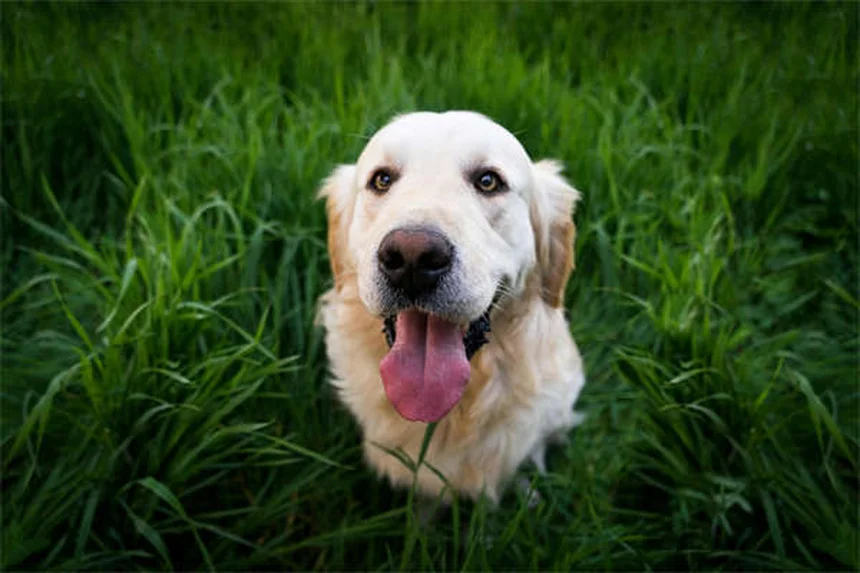 愛犬と安全にドライブする7つのコツ｜犬用シートベルトの正しい使い方