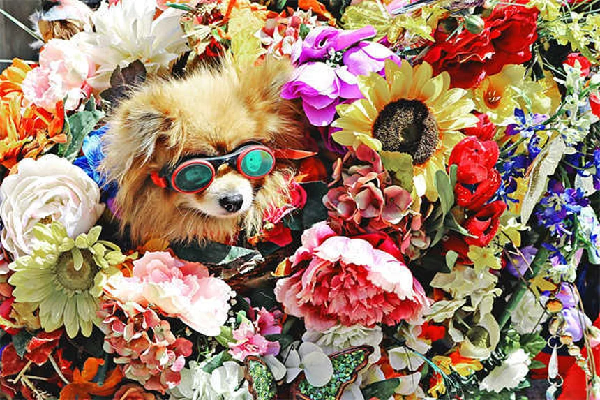 愛犬と安全にドライブする7つのコツ｜犬用シートベルトの正しい使い方