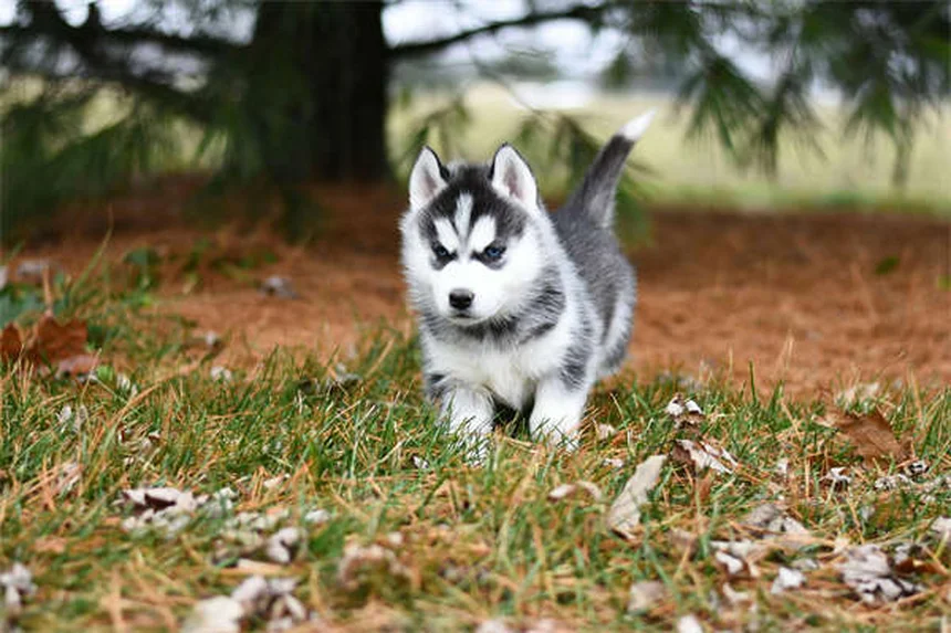 犬・猫の食欲不振に効くサイプロヘプタジンの効果と注意点