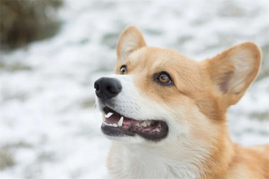 グローフィッシュの飼い方：初心者がよくやる失敗と対策