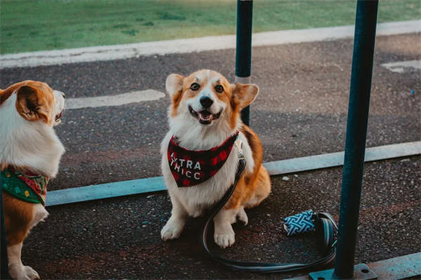 犬と猫のプレドニゾン・プレドニゾロン｜効果と副作用を獣医が解説