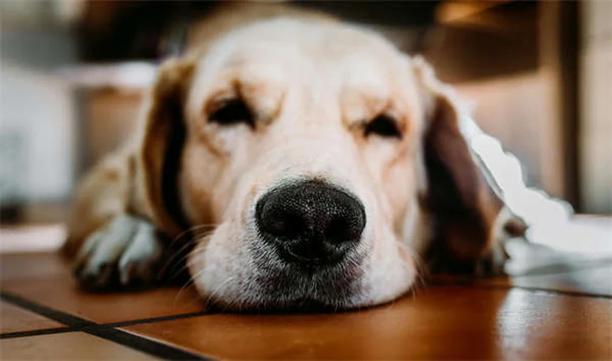【獣医師監修】子犬の不安、新しい環境でするべき4つのこと