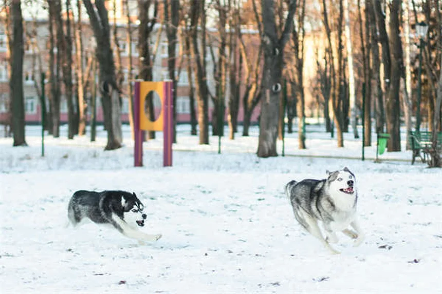 犬がお尻をこする原因と対処法｜肛門腺トラブルの解決策