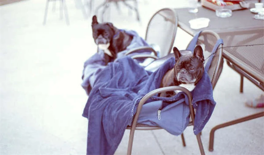 ウサギの頬歯トラブル解決法5選！不正咬合と伸びすぎの対処法