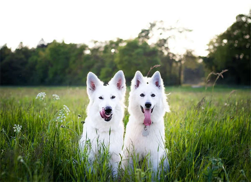 腎臓病の犬におすすめの食事5選｜獣医師が教える栄養管理術