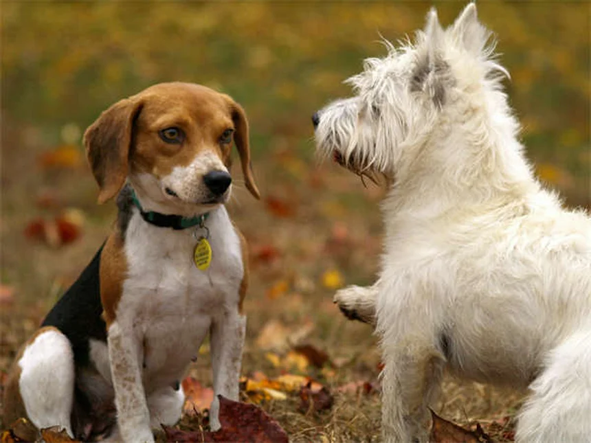 犬の歯が42本ない？口腔嚢胞の危険性と早期発見のコツ