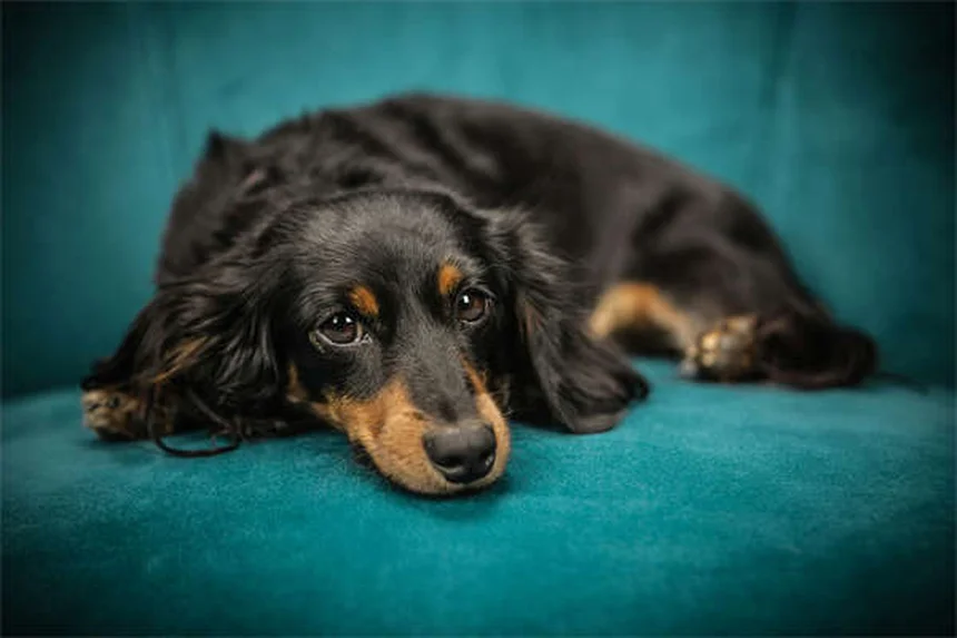 犬の便秘解消法5選｜獣医師が教える自宅でできる対処法