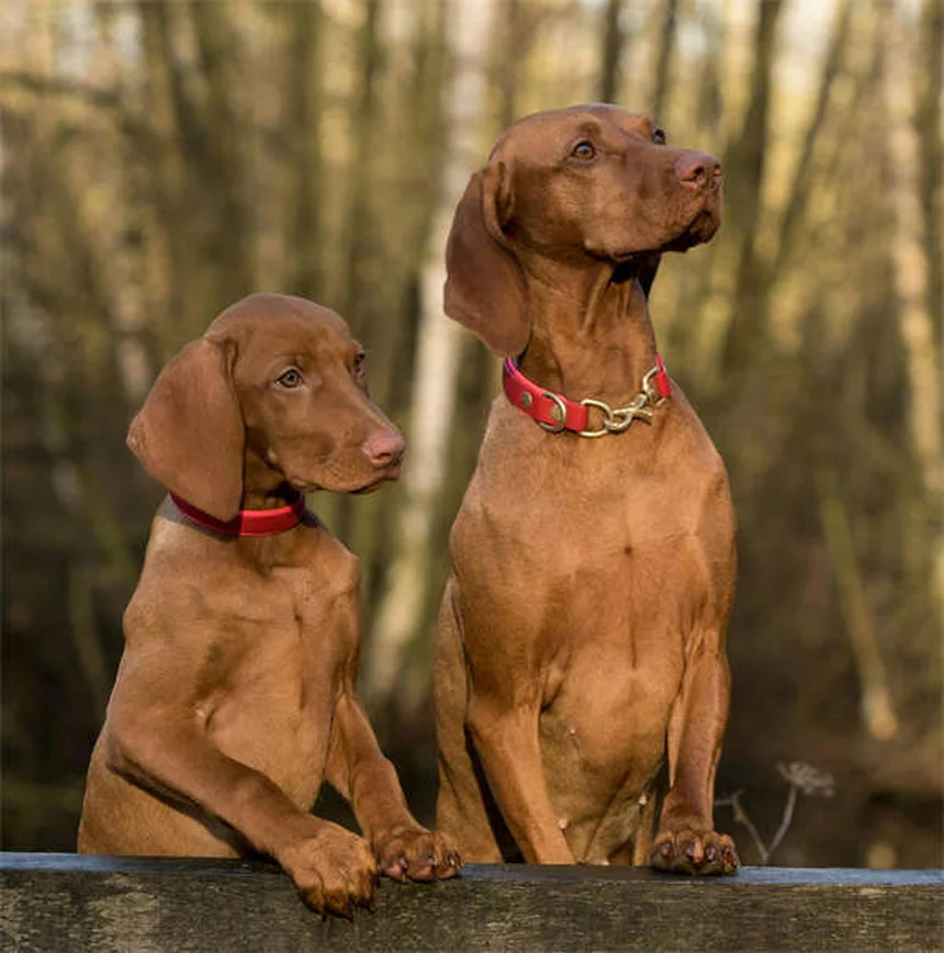 犬の腎臓感染症、見逃しやすい症状と早期発見のコツ