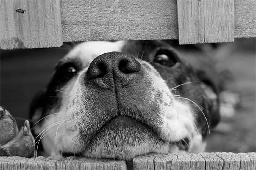 犬の腎臓感染症、見逃しやすい症状と早期発見のコツ