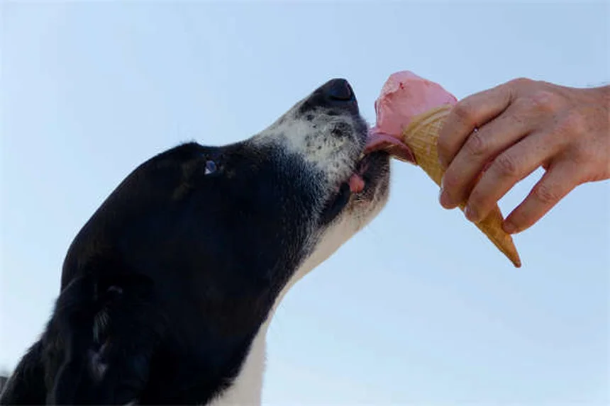 犬の腎臓感染症、見逃しやすい症状と早期発見のコツ