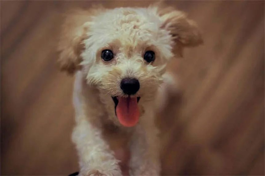 犬猫のフェノバルビタール副作用を徹底比較【獣医師監修】