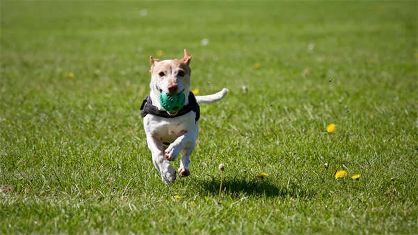 犬の痒み止めアポキルは即効性？4時間で効く実体験と使用法